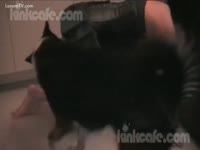 [ Bestiality Porn ] Black doggie got sucked